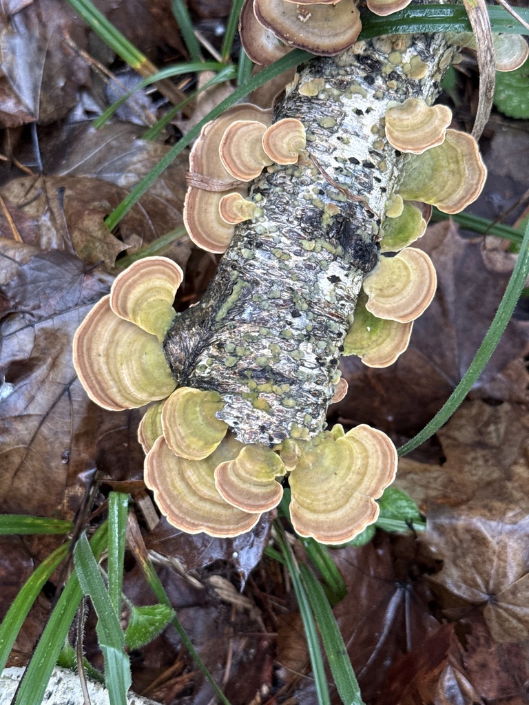 Trichaptum biforme · December 2025 · photo: © stanislav_murashkin (iNaturalist, cc-by)