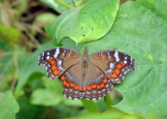 Precis octavia octavia