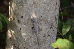 Hemidactylus platycephalus