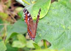 Precis octavia octavia