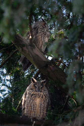 View observation of {o.common_name} on iNaturalist