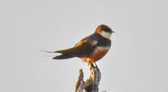 Mosque Swallow (Cecropis senegalensis), photo 1