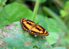 Byblia anvatara crameri