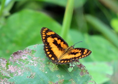 Byblia anvatara crameri