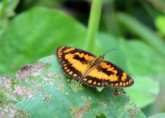 Byblia anvatara crameri