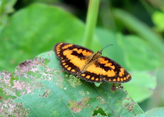 Byblia anvatara crameri