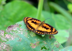 Byblia anvatara crameri