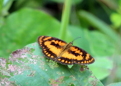 Byblia anvatara crameri