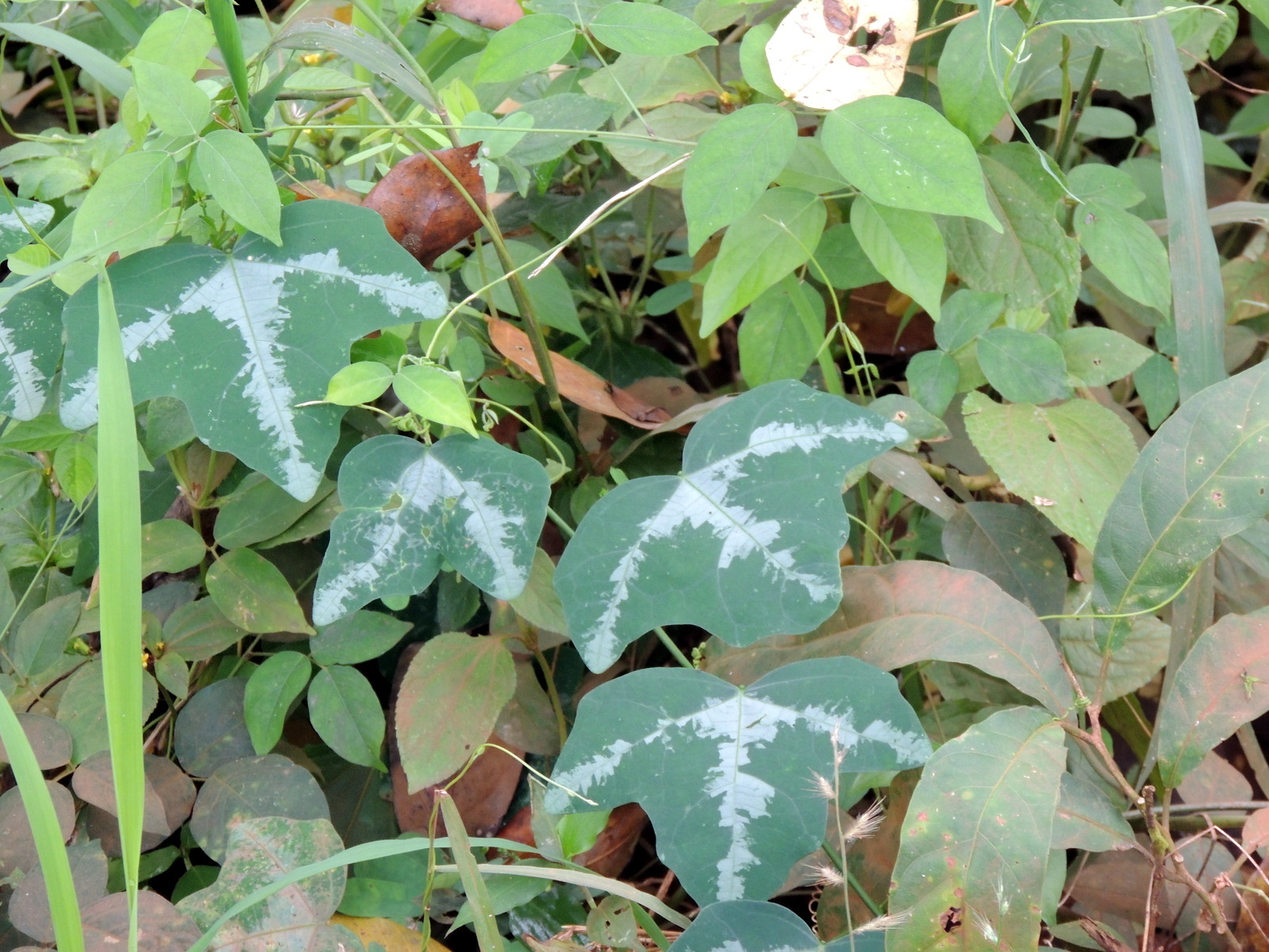 Snake Climber (Adenia cissampeloides)