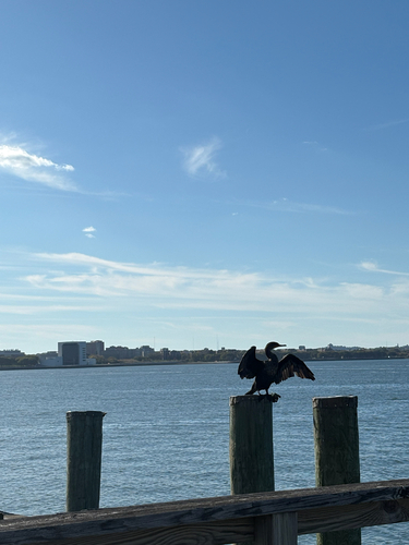 Double-crested Cormorant