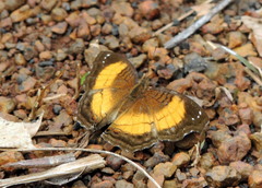 Junonia terea