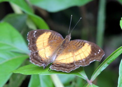 Junonia terea
