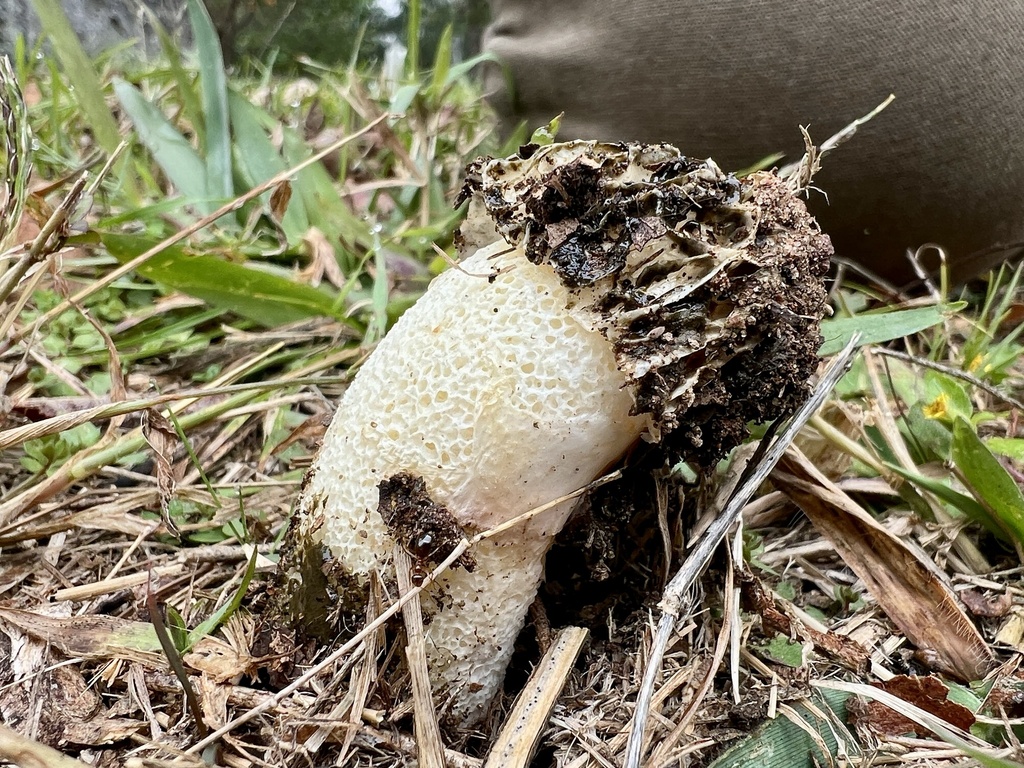 Phallus hadriani · December 2025 · photo: © jnemoebright (iNaturalist, cc-by)