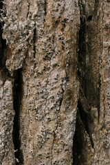 Dendrographa franciscana