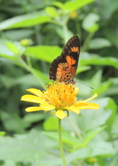 Acraea acerata