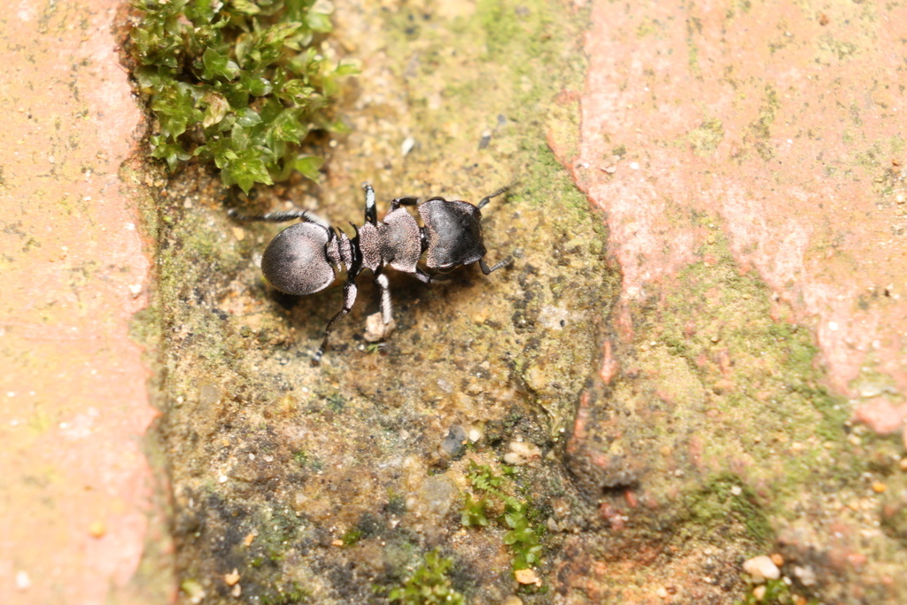 Cephalotes mompox