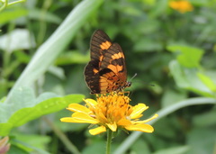 Acraea acerata