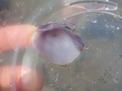 Hysteroconcha lupanaria