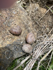 Xerarionta intercisa