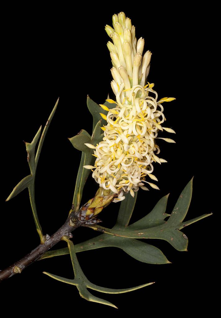 Petrophile shuttleworthiana