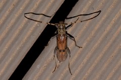 Didymocantha obliqua