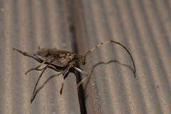 Didymocantha obliqua