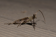 Didymocantha obliqua