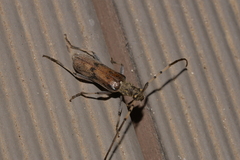 Didymocantha obliqua