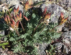 Oxytropis sordida