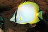Spotfin Butterflyfish - Photo (c) Kevin Bryant, some rights reserved (CC BY-NC-SA)