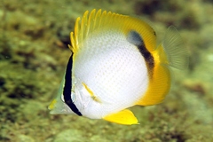 Spotfin Butterflyfish photo 2