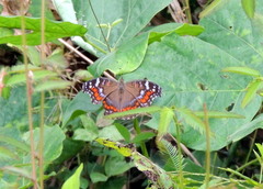 Precis octavia octavia