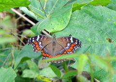 Precis octavia octavia