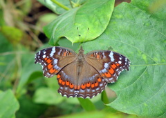 Precis octavia octavia