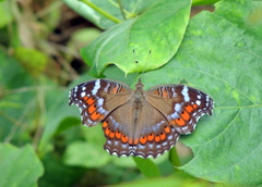 Precis octavia octavia