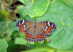 Precis octavia octavia