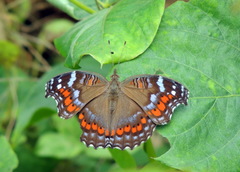 Precis octavia octavia