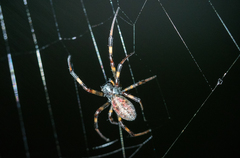 Nephilengys malabarensis