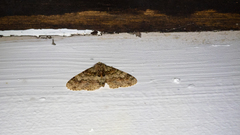 Necyopa
