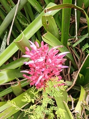 author not stated, no rights reserved Portea petropolitana, photograph author not stated, no rights reserved