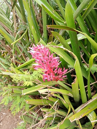 Portea petropolitana, photograph 6