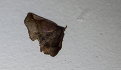 Pangrapta pannosoides