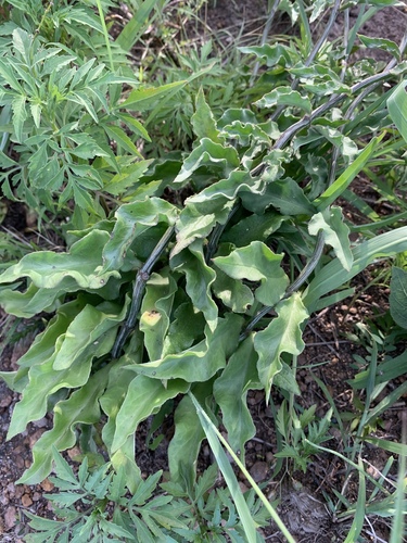 Ceropegia crassifolia var. crassifolia