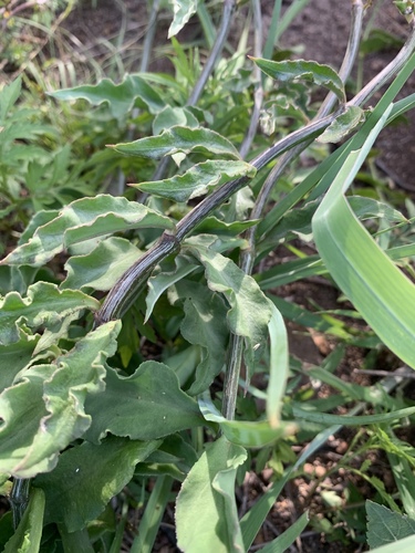 Ceropegia crassifolia image