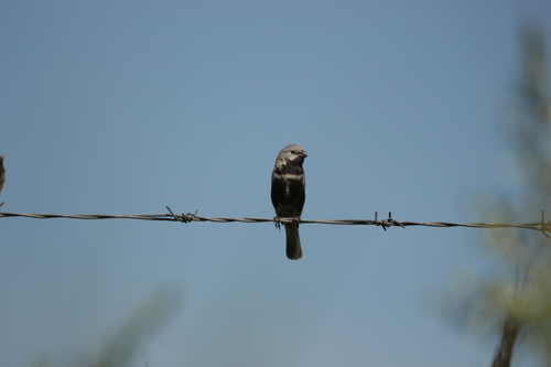 Black-bellied Seedeater (Sporophila melanogaster), photo 3