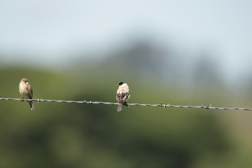 Pearly-bellied Seedeater (Sporophila pileata), photo 8