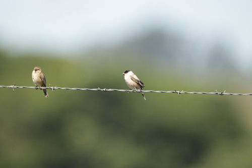 Pearly-bellied Seedeater (Sporophila pileata), photo 8