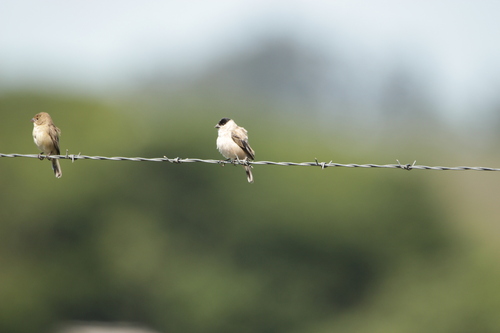 Pearly-bellied Seedeater (Sporophila pileata), photo 3