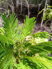 Albizia polyphylla image