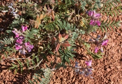 Oxytropis floribunda